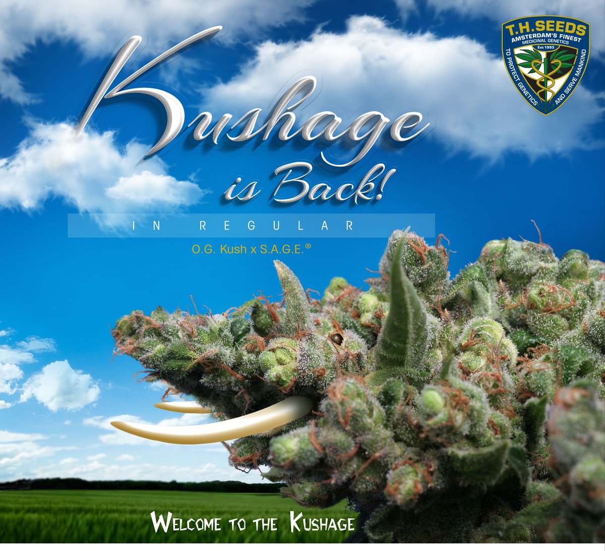 T.H.Seeds® Amsterdam tweet media