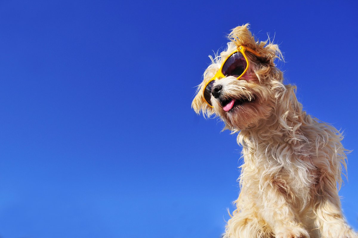 ZenAnimalcare's tweet photo. Keep your dogs fur soft, silky and fluffy with Zen Animal Care! https://t.co/S31TVJDq8n https://t.co/meTcPNVos7