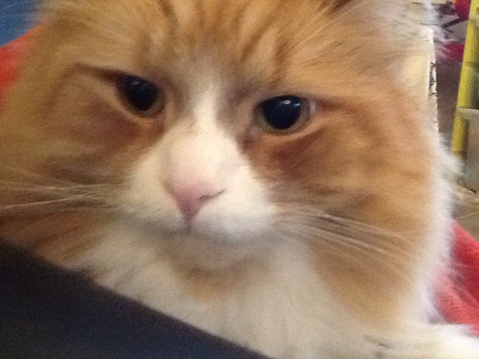 CarolineSimba5's tweet photo. Simba says hello🐈🐾🐟❤️ https://t.co/3sPVBXry6w
