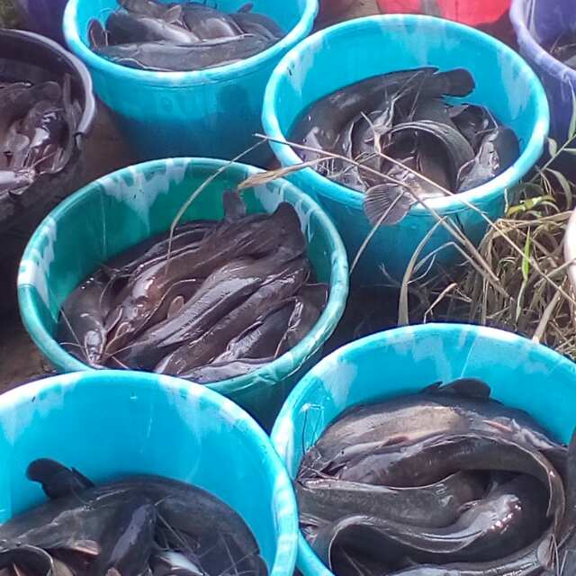 catfishpreneur's tweet photo. FORSALE:TABLE SIZE CATFISH
AVE WEIGHT:1.5KG
PRICE:#800/KG
QTY:1ton
LOCATION:PH ROAD, ABA
PHONE:08021064730

pls RT https://t.co/PuQngZzBja