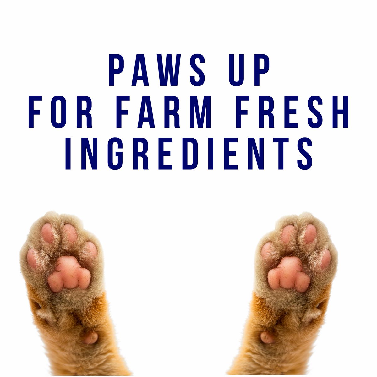 FMPetFoods's tweet photo. Put your paws up! https://t.co/xY7SKBAFcI