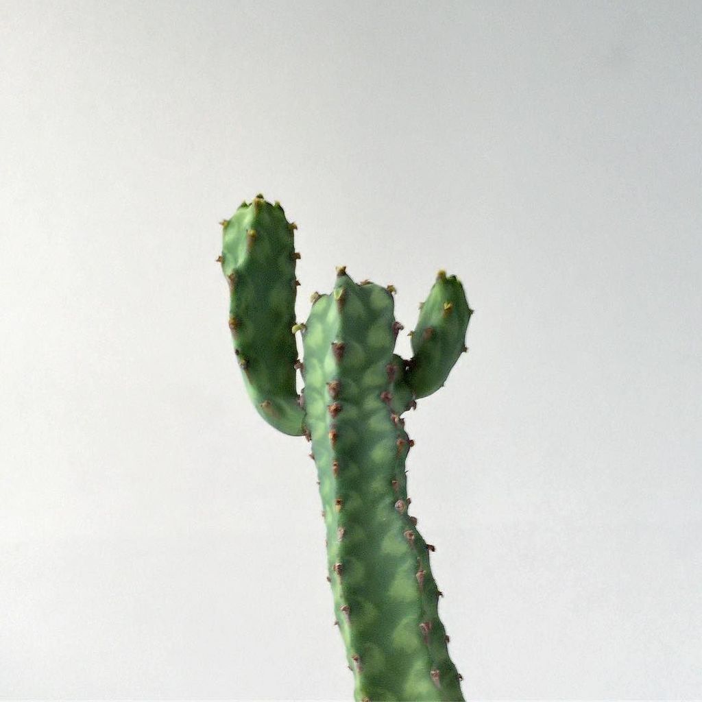 quomiphytum's tweet photo. 分岐と柱。比べてみるつもり。
#Euphorbia #pseudocactus #cv #Lyttoniana #green #nature #plant #plants #succulent #succulents #cuct… https://t.co/SWTmneKOcS https://t.co/iOMxPwXoEq