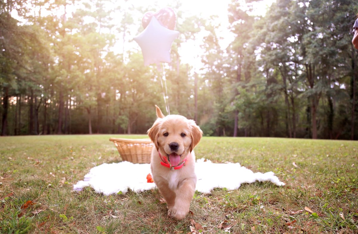 TheRealDerv's tweet image. lol if you think i actually hired a photographer to take pictures of my new puppy then you're exactly right bc i totally did.