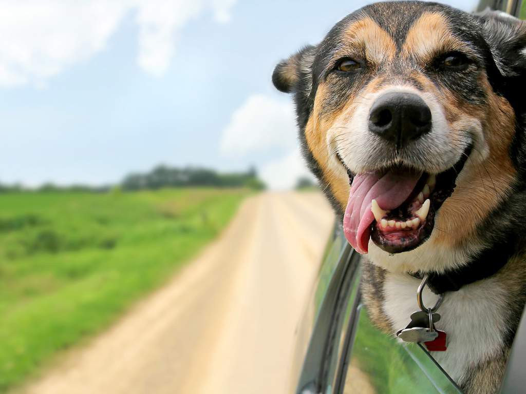 LTDataProtected's tweet photo. #Noticias Easy Mascotas: ahora podrás viajar en taxi con tu mascota: Desde el 24 de… https://t.co/nqjT60p7s1 #Apps_Software #FelizMiercoles https://t.co/mzuX5oZDDT