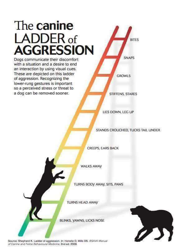 Raw_Pet's tweet photo. Very important!
Dog bites can be prevented in most situations with awareness and education. https://t.co/eFaftXspdR