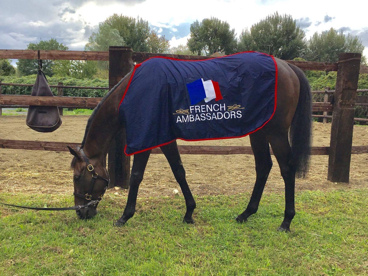 FRBC_Official's tweet photo. #FrAmbassadors #Nimr trained by @JulienPhelippon at @fgchantilly for owner KHALIFA MOHAMMED AL ATTIYAH ready for @korearacing ππ #teamFrance https://t.co/9zCrTkPIZa