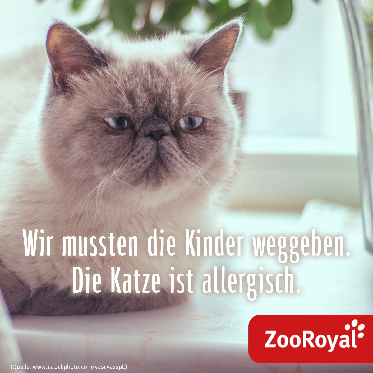 zooroyal's tweet photo. Manchmal muss man einfach Prioritäten setzen. 😹 #Katzen https://t.co/BNk0S4nv0x