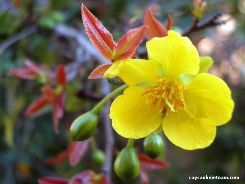 wikibonsai's tweet photo. #1 #Cay #Mai #Vang (#Ochna #Integerrima) #Vietnam #4 ... - https://t.co/7AzW42sLwm #Juniper #JuniperusBrevifolia #JuniperusPhoenicea https://t.co/i2EhGRqQ1j