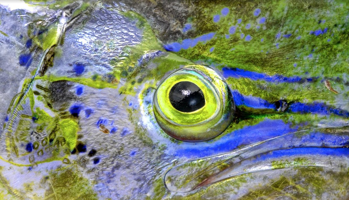 "Bull's Eye" - close up of a mahi-mahi. 📸: Jason Arnold, jasonarnoldphoto.com Featured in the Spring 2013 issue of #GuyHarveyMagazine!