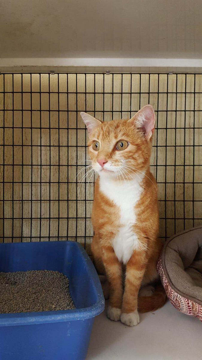 Medway4602's tweet photo. Update: "Aerial" is resting comfortably and eating well at the shelter. Contact MFD or MPD if you have any info regarding her owner. https://t.co/1LUbjYFtvC