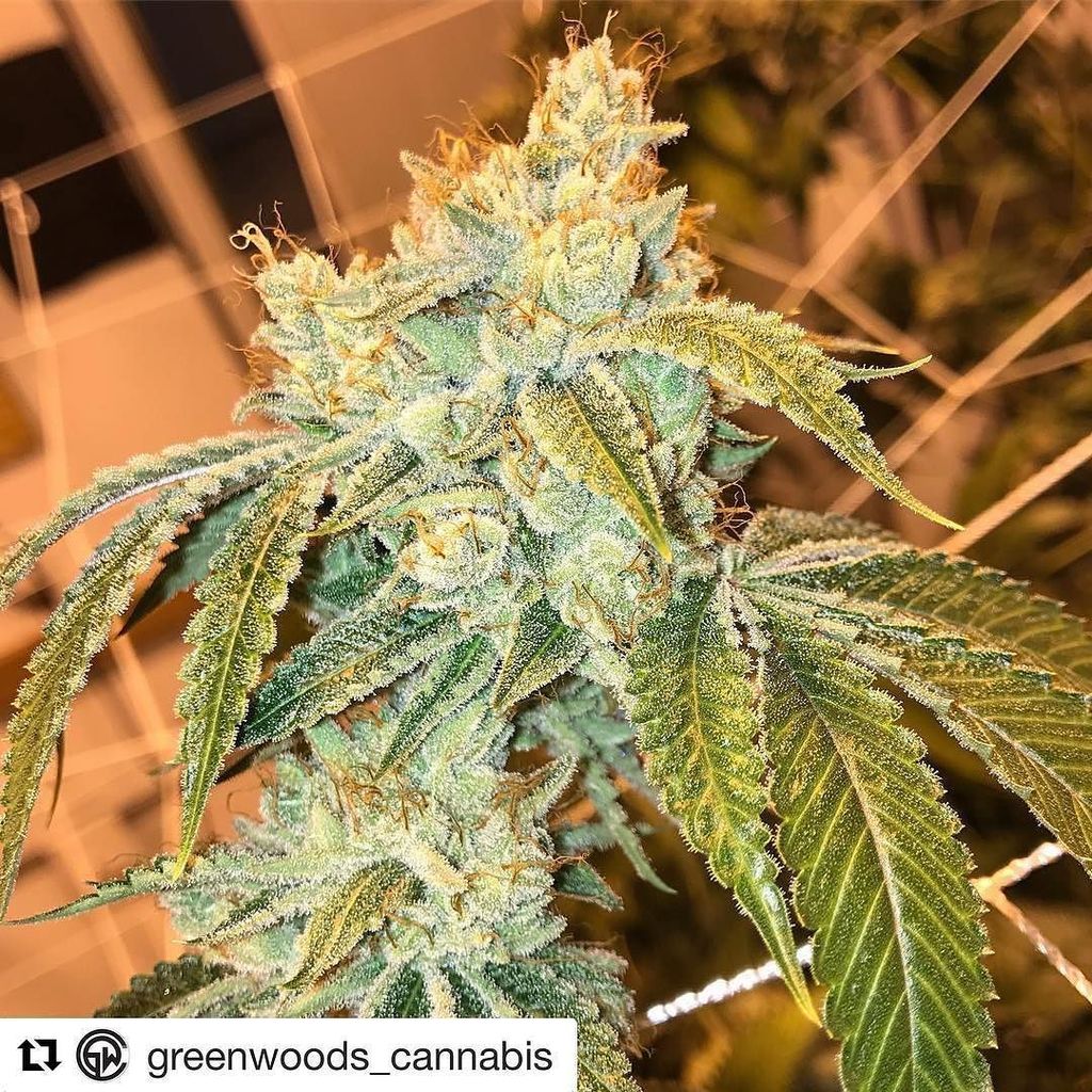 OG 90's Snoop Dogg What's My Name? Tee, image size:1024x1024