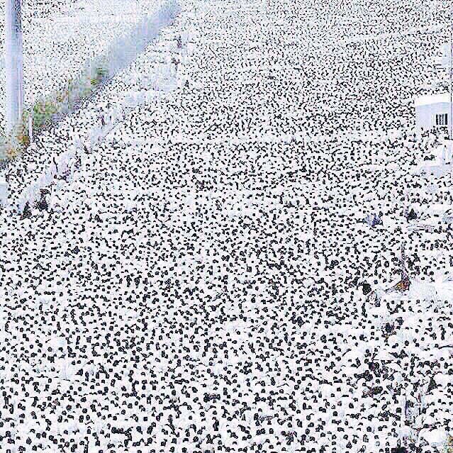 Hegazi's tweet photo. Millions meet in Makkah, all wearing white. There is no difference between rich and poor – it really is an awesome sight . https://t.co/W6CQUg3RFK