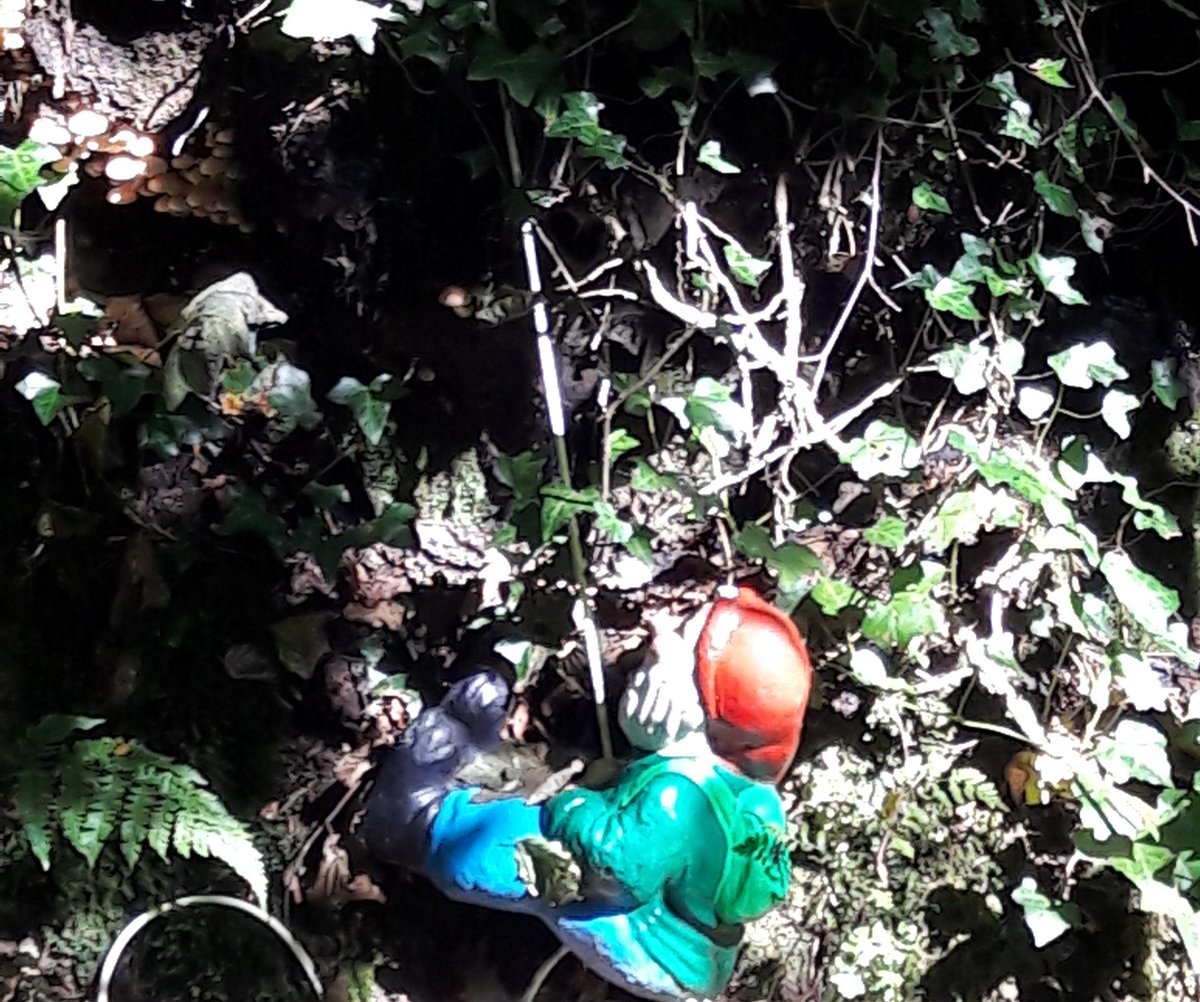 NorthDevonTeach's tweet photo. Hey @chrisdysonHT , I know you are a bit if a gnome fan....look where I went today?! #GnomeReserve #CrazyButFun https://t.co/pObay6MX9d