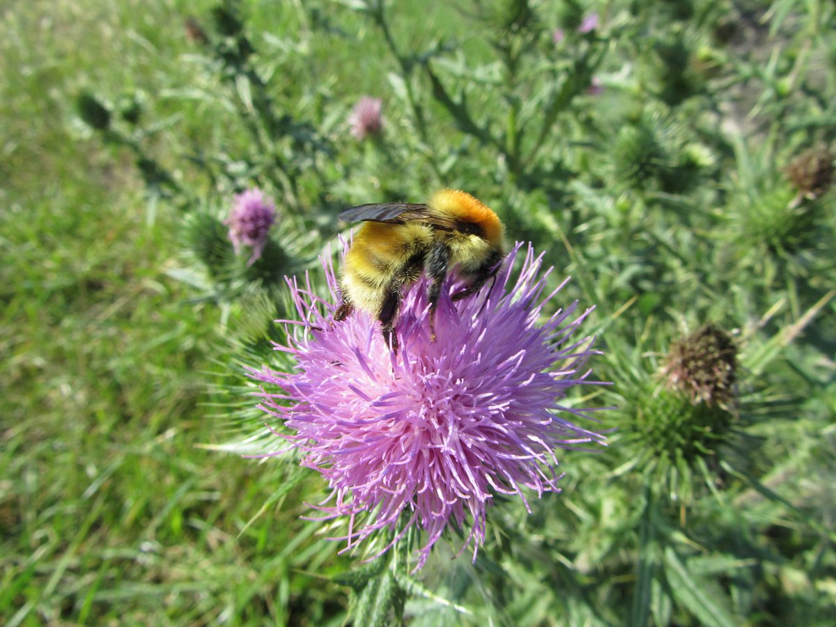 DavidKentNature's tweet photo. #Muscorum Bombus or, Moss Carder #bumblebee - I think!
@BumblebeeTrust @Bumble_Watching @wurflenii - Beautiful bee, seen today on Kent coast https://t.co/P54VlAJ5p5