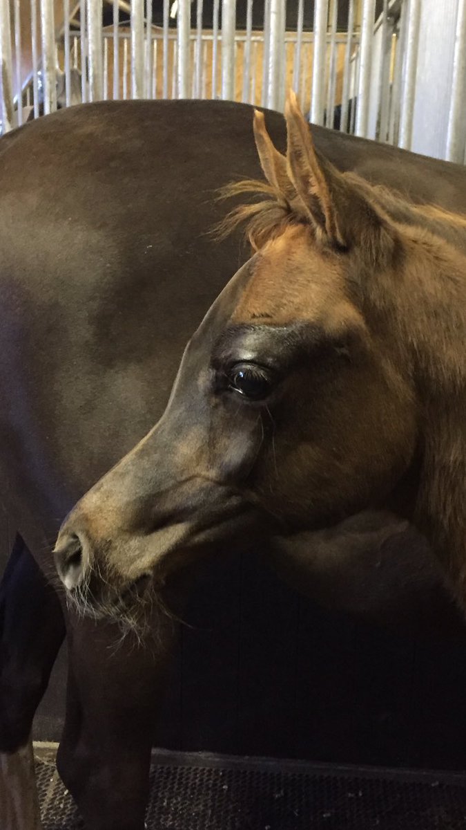 1968JoyceR's tweet photo. 3 month old arabian colt Olly turning into a handsome boy https://t.co/usGZ3GjZwv