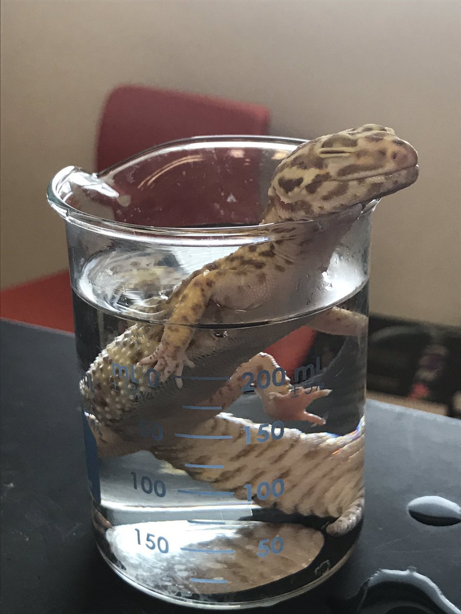 hesterscience's tweet image. A little warm beaker bath after getting home! Just relaxing @VHSTEM