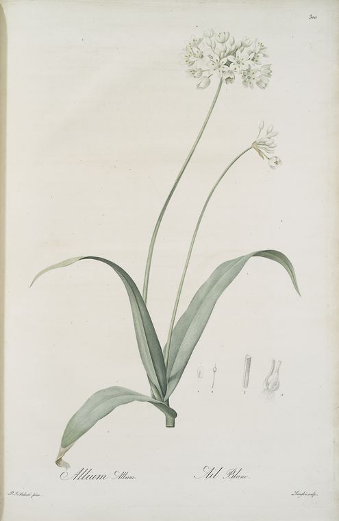 LearnToSpice's tweet image. In the 1830’s-- the craziest thing to hit American high society besides Robert B. Randolph: Garlic! #LearnToSpice