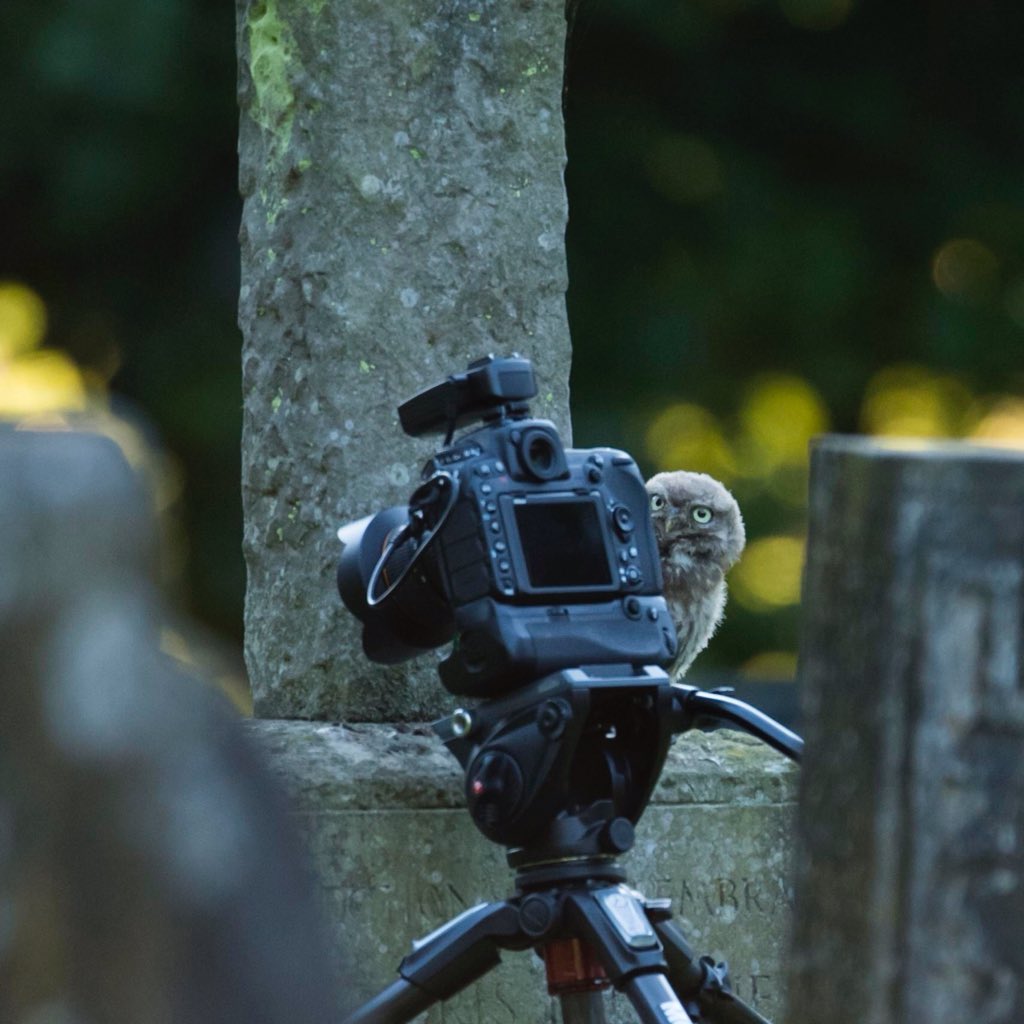 672aob's tweet photo. @Birds_UK @wildlife_uk @BirdGuides @Natures_Voice Inquisitive wild juvenile Little Owl trying to work out how to take a selfie https://t.co/FT1FVDNJ6i