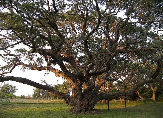 TXPlantGuy's tweet image. An ancient #txtree that stared down Hurricane Harvey has become an unlikely hero | @MNNDaily #txplants google.com/amp/s/www.mnn.…