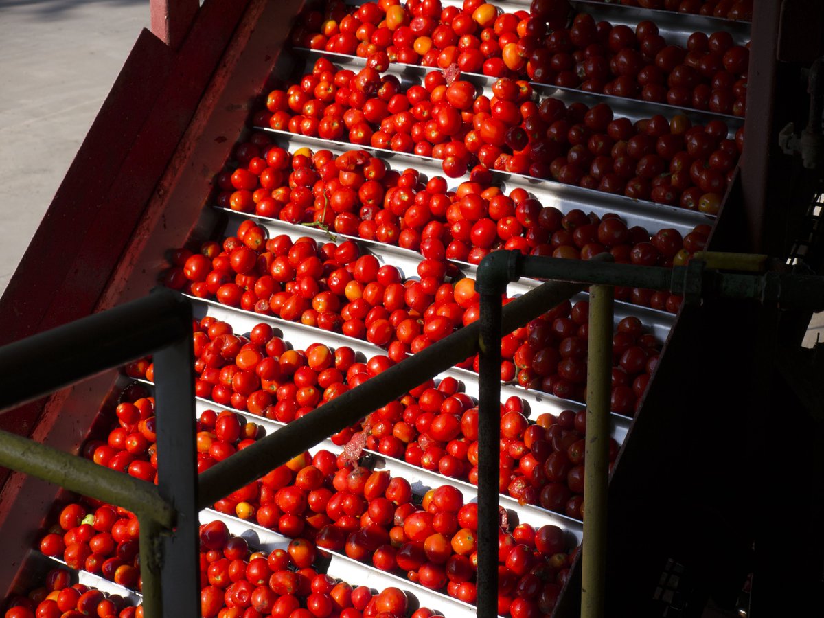 DeiFratelli's tweet photo. Tomato harvest season is our favorite time. We love seeing the rivers of fresh off the vine tomatoes flowing through the #DeiFratelli plant. https://t.co/3r8f7Dc8DC