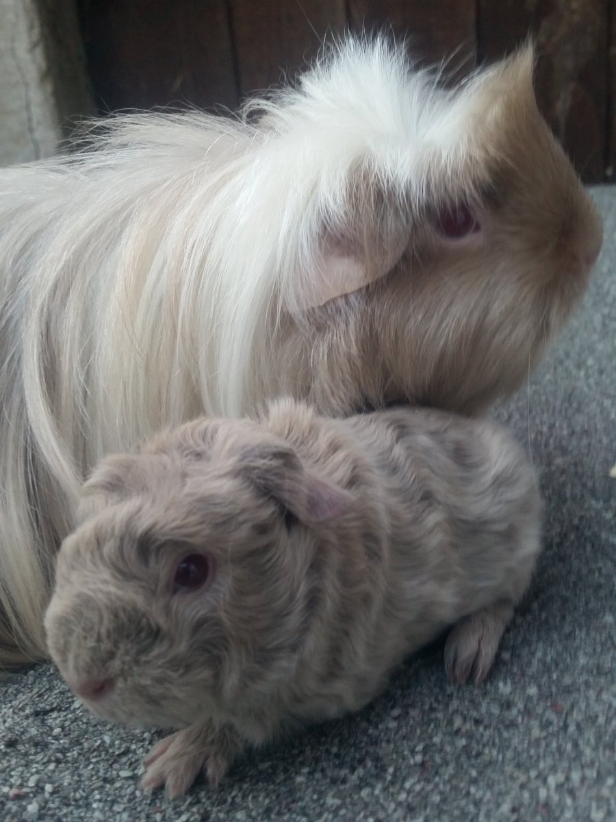 Penkridgecavies's tweet image. 💙Welcome to the world big guy! Born weighing 145g! Big congratulations to 1st time mum Oceana for delivering him safe &amp;amp; sound.Both doing fab