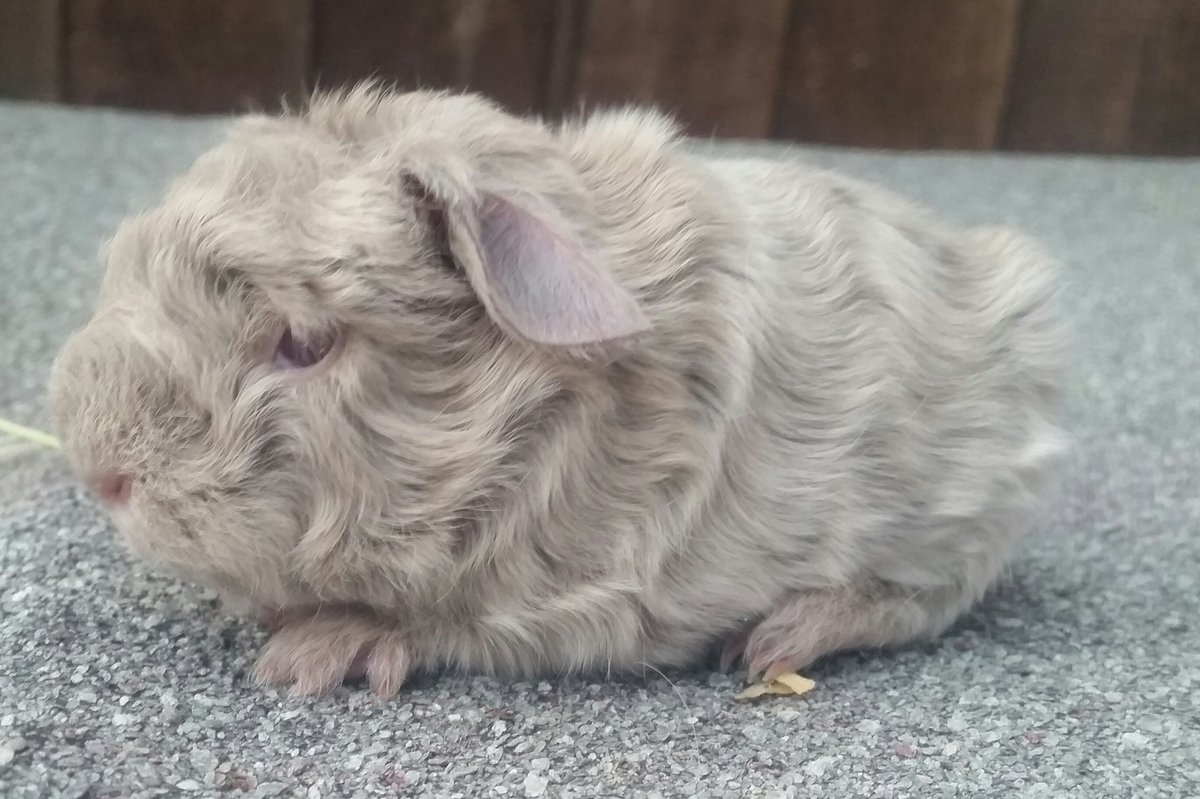 Penkridgecavies's tweet image. 💙Welcome to the world big guy! Born weighing 145g! Big congratulations to 1st time mum Oceana for delivering him safe &amp;amp; sound.Both doing fab