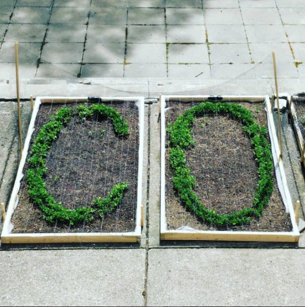 LabspaceStudio's tweet photo. Detail of "Eat the Concrete" - Living Text made of speckled peas in the "Pit" (an abandoned, inaccessible courtyard). #MainSquared https://t.co/173EYMRq5I