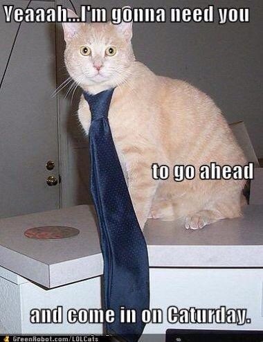 KaCoordination's tweet photo. 😸#officehumor #happyfriday #virtualassistant #contractfurniture #projectcoordinator #interiordesign #kacoordination #theoffice #reliability https://t.co/OtjCBAdDYn