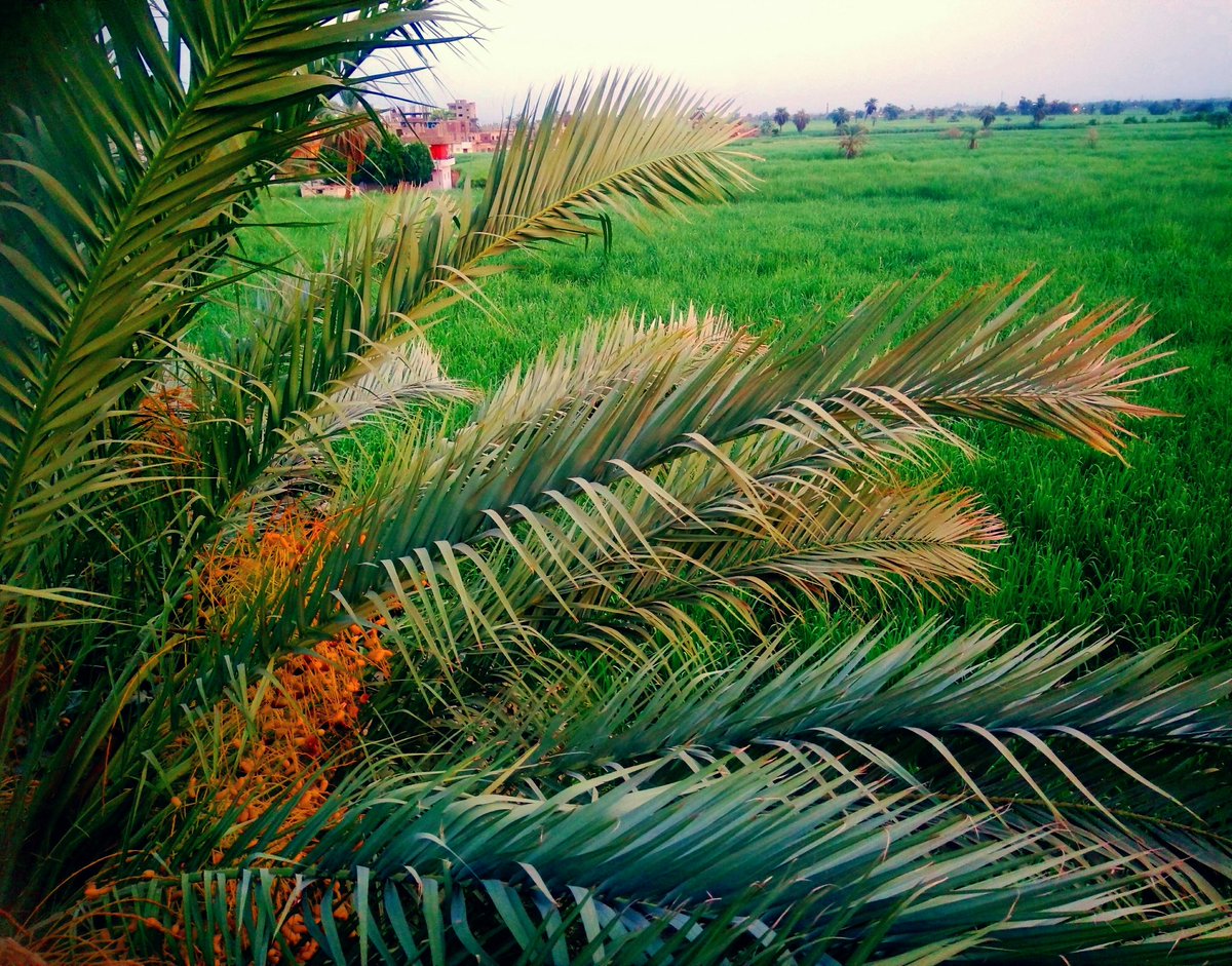 miro__zedan's tweet photo. الصمت في حرم الجمال جمال 💚🍀
#pics  #photography # photo #armant  #Egypt #byme https://t.co/z9jL6PyOKD