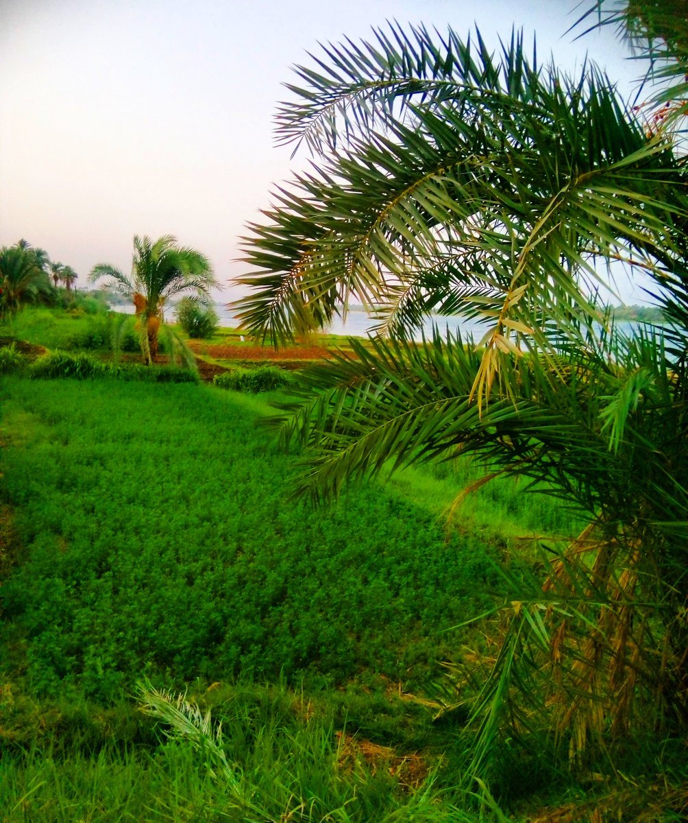miro__zedan's tweet photo. الصمت في حرم الجمال جمال 💚🍀
#pics  #photography # photo #armant  #Egypt #byme https://t.co/z9jL6PyOKD