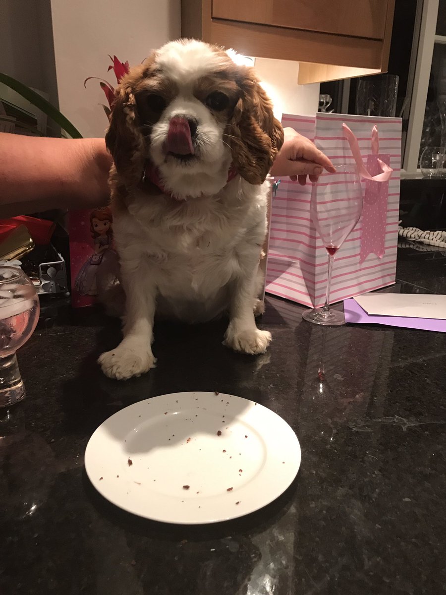 milliebod's tweet photo. 10 years old today! 😻 #Caaaaaake https://t.co/ql3BoOqDuo