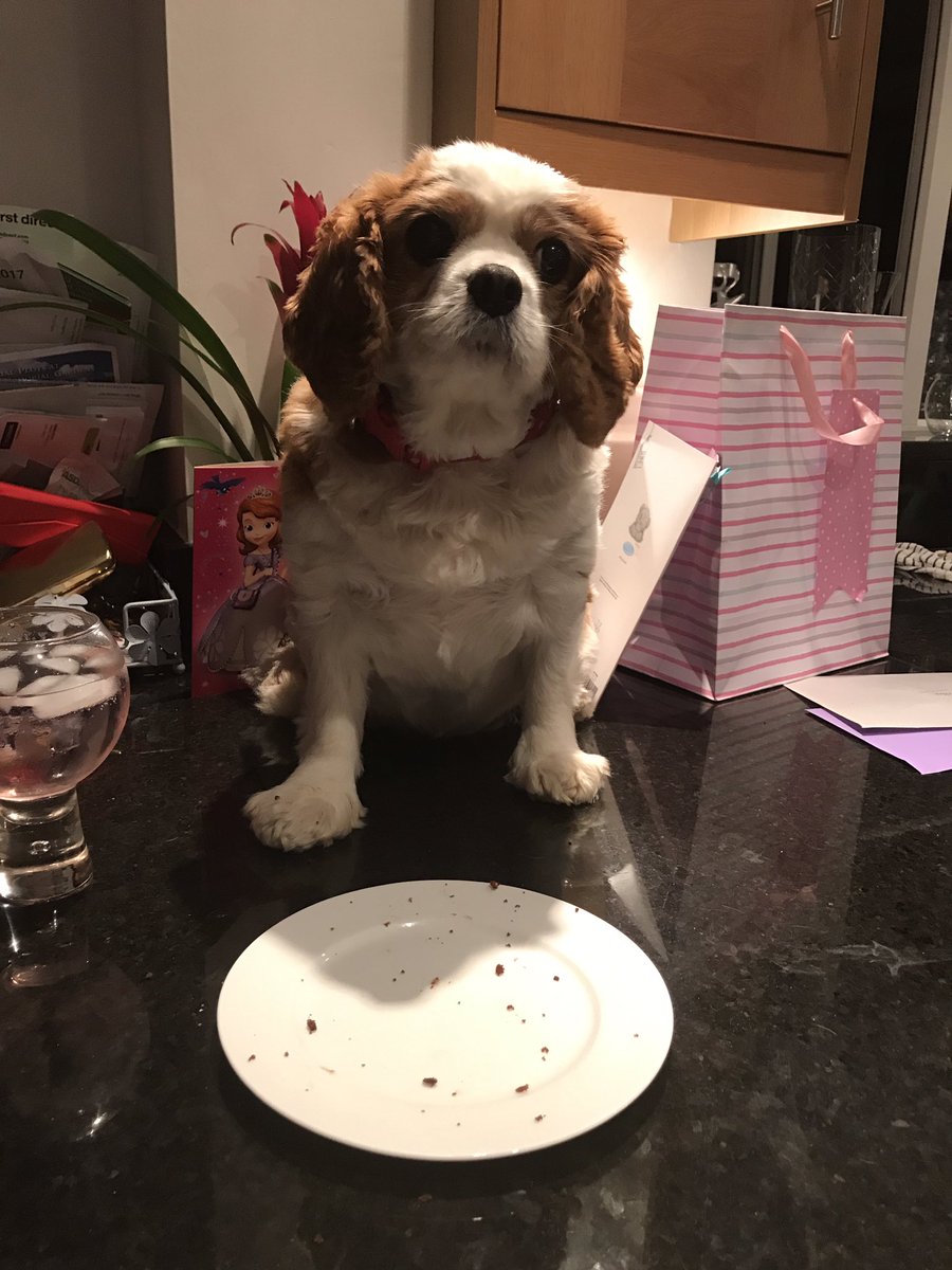 milliebod's tweet photo. 10 years old today! 😻 #Caaaaaake https://t.co/ql3BoOqDuo