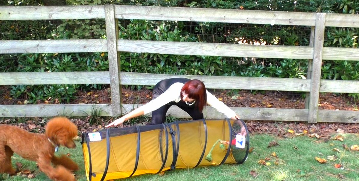 SitUpNListen's tweet image. Can't stop laughing at our attempt to do puppy agility. youtube.com/watch?v=Ag2vMv…

#agility #puppy #poodle #Atlanta #FunFriday #dogtraining