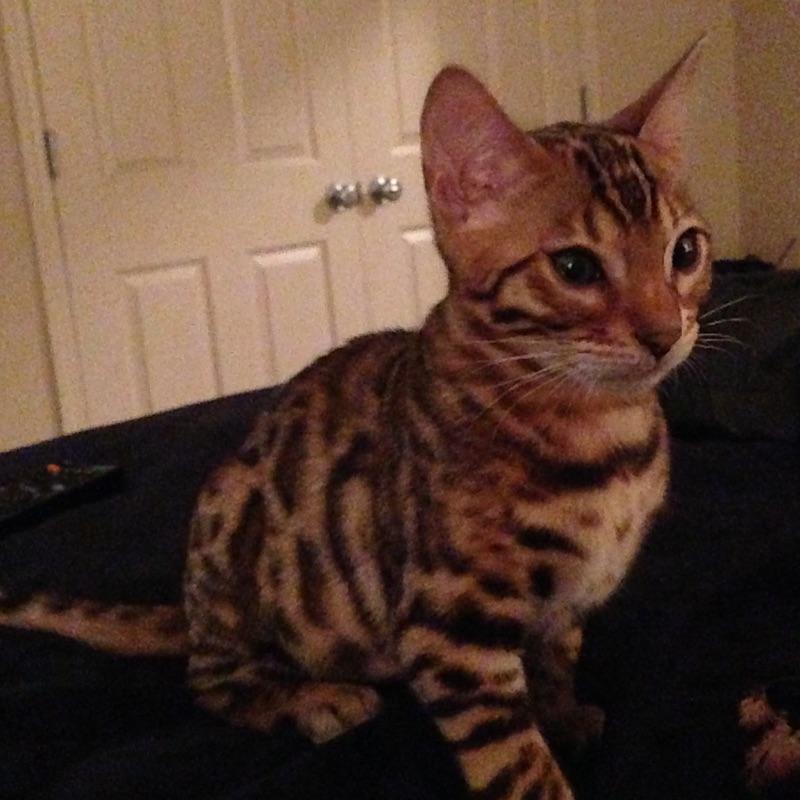ballfan1985's tweet photo. @feralgrass Did you steal my cat? https://t.co/xJAmDqQANt
