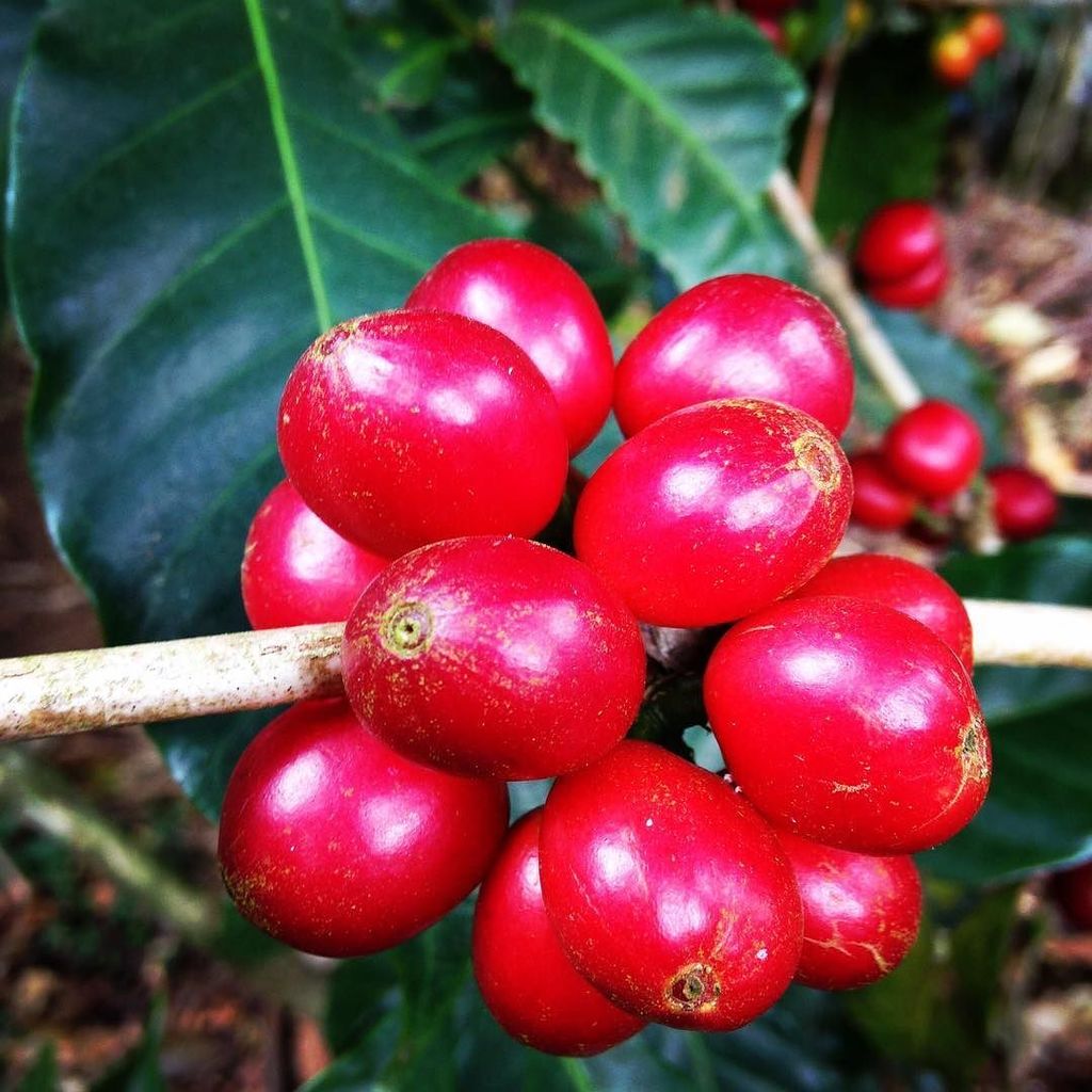 cupofexcellence's tweet photo. #funfactfriday ⠀
The name Cup of Excellence was coined in 2001, before this it was Best of Brazil. ⠀
-⠀
#funcoffee… https://t.co/GPU9Khm7Jc https://t.co/siyD34DuJy