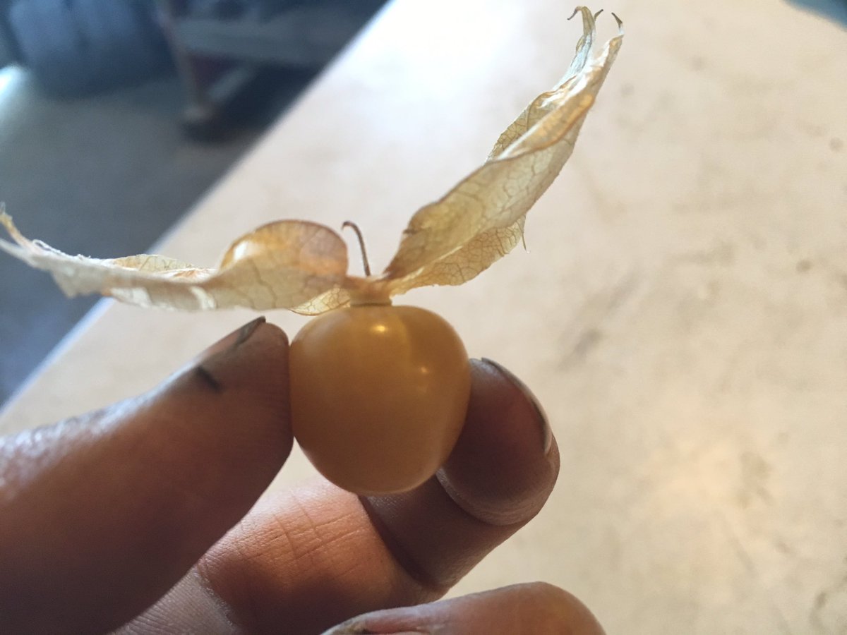 ourownstrings's tweet photo. Golden snitch or husk cherry? #HarryPotter #FarmingHumor https://t.co/oll9xMho6D