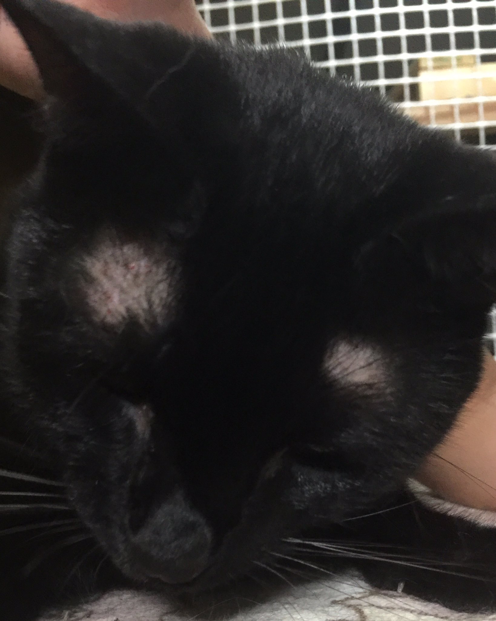 Aken 猫屋敷 1歳3ヶ月 優ちゃん 症状 両耳 眉脱毛 皮膚発赤 黒色耳垢 診断 アレルギー性 ノミダニ フード等 による 皮膚炎 処置 耳掃除 抗真菌薬点耳 レボリューション ヒルズz D食へ変更 Dr に相談 上記実施 受診未 T Co Wravmjkb