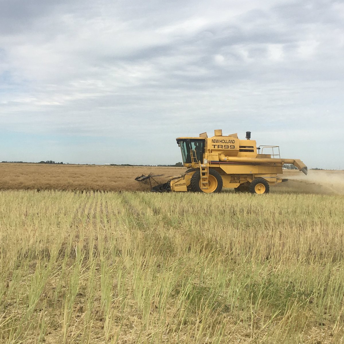 DarcyFriesen65's tweet photo. On to canola. #harvest17 #L252 #farmlife #NHTR's still work for me. https://t.co/rtkmRl4oLN