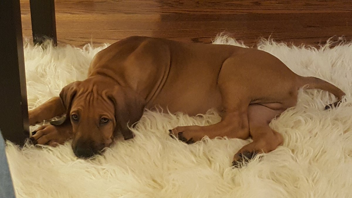 wizardstick420's tweet photo. My new little man, not little for long tho.... #Breaker https://t.co/mbCKSBHT4z