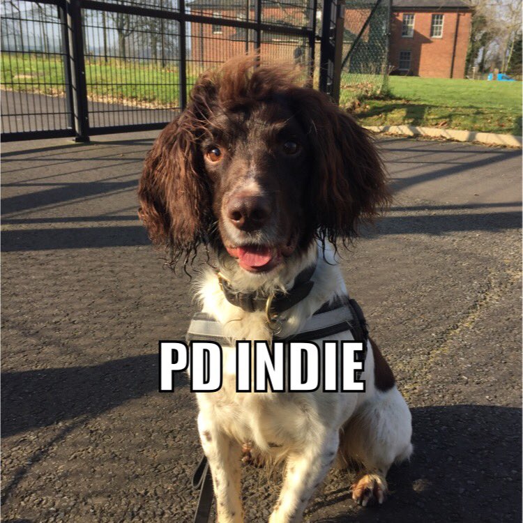 MetTaskforce's tweet photo. PD Indie assisted colleagues with a vehicle stop and found a firearm in the boot this evening  #TheNoseKnows 🐾🐾🐾 #Stopand search https://t.co/sZx1uj1YfK