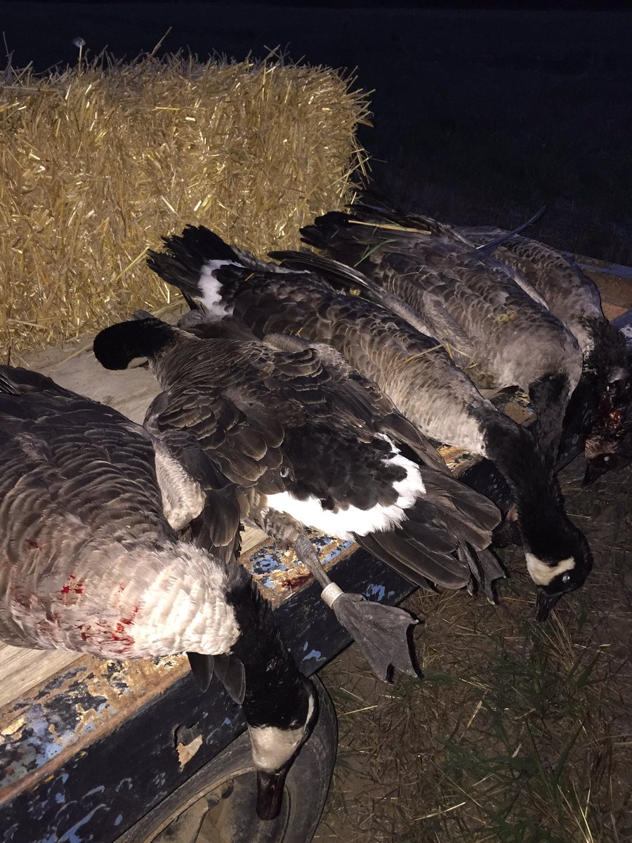 MP_waterfowl's tweet photo. Starting the season out right with 5 geese and a band during the night hunt. #bands #goose17 https://t.co/SBBLlQ0mqh