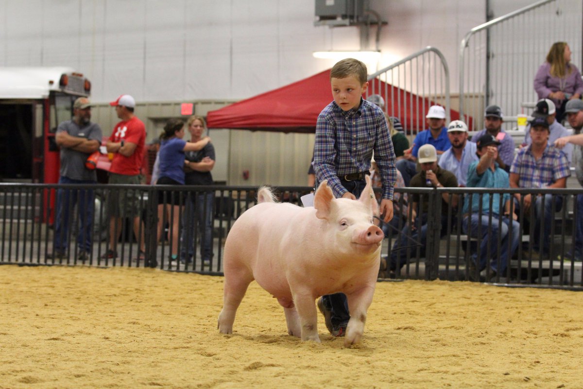 NationalSwine's tweet photo. Bryson Stickler, Ill., drove his Control Factor barrow to Champion Yorkshire honors at #SWRegional17. Results at https://t.co/tczfeVZMxO. https://t.co/MsXlEVQAjU