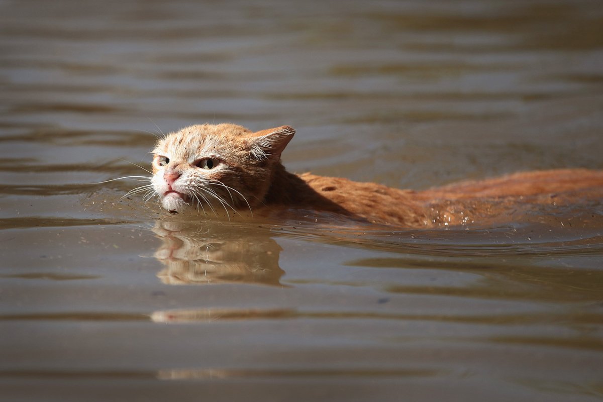 A woman goes surfing with her cats who are 'fascinated' by water