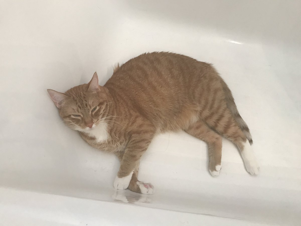 spacejessss's tweet photo. #toohottocat https://t.co/lfFgv3HLGb