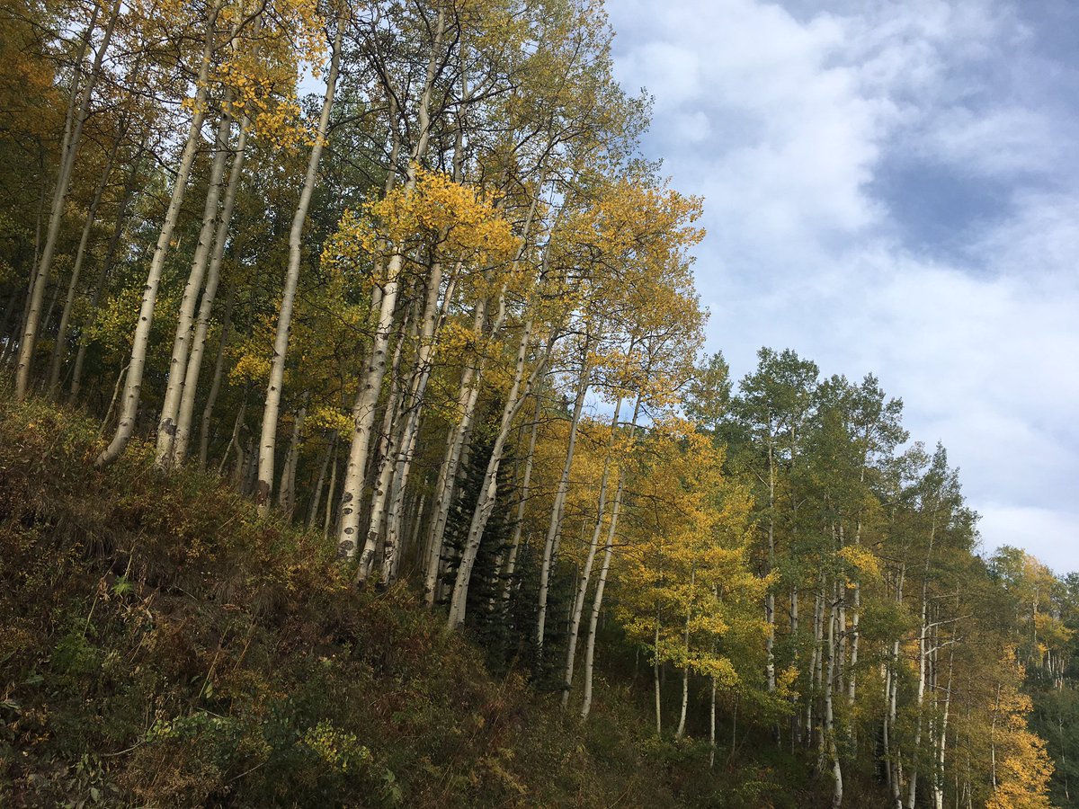 RMBL (@rmblgothic) on Twitter photo Aspens are turning golden on the spectacular drive to RMBL Aspens are turning golden on the spectacular drive to RMBL