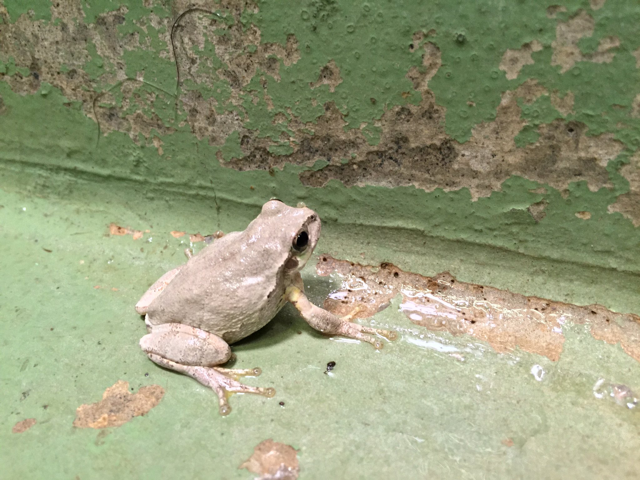 تويتر 千葉市動物公園 公式 على تويتر 白いニホンアマガエルを見つけました 床材が緑色なのになぜ 次は水色が見れますように 飼1 Chibazoo T Co Aybhzha8cw تويتر 千葉市動物公園 公式 على تويتر 白いニホンアマガエルを見つけました 床材が緑色なのになぜ 次は水色が見れますように 飼1 Chibazoo T Co Aybhzha8cw