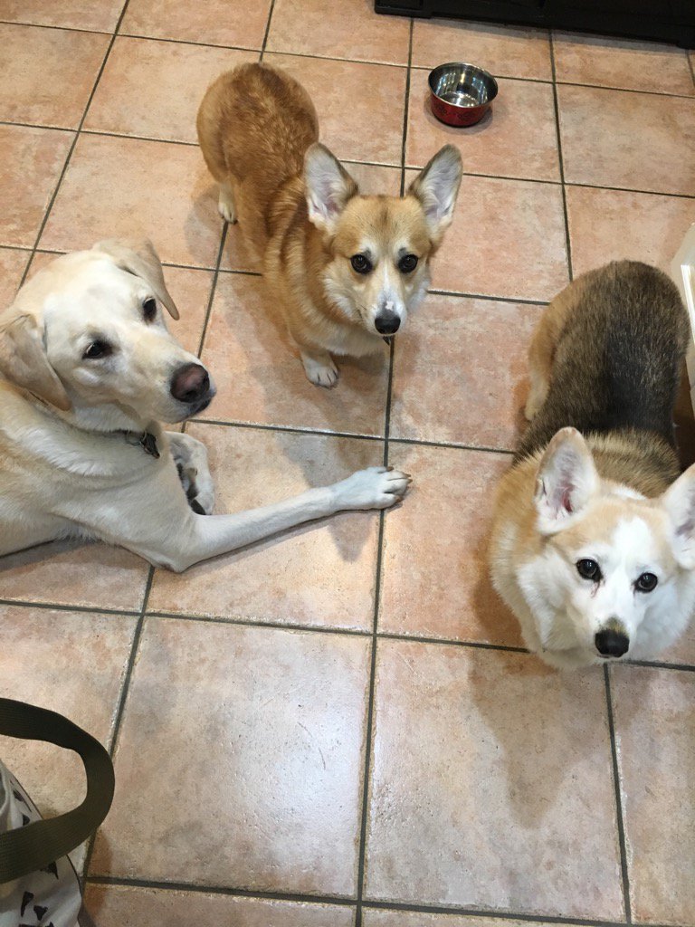 jrovner's tweet photo. My holiday weekend companions. Another lab not pictured. #houseofdogs https://t.co/eVrdvxmV06