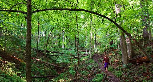WebMD's tweet photo. "Forest bathing" is a decades-old Japanese tradition that is catching on in the U.S. Learn more: https://t.co/bxmJ9jadtZ https://t.co/oJ2wDbmcfJ