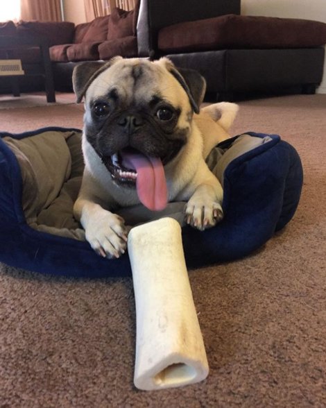 redbarninc's tweet photo. Redbarn Filled Bones do a dog well @_quincyq_ .๐ถ #pugs #filledbones https://t.co/dDDgbT37Gf https://t.co/KlrD9QzRTv