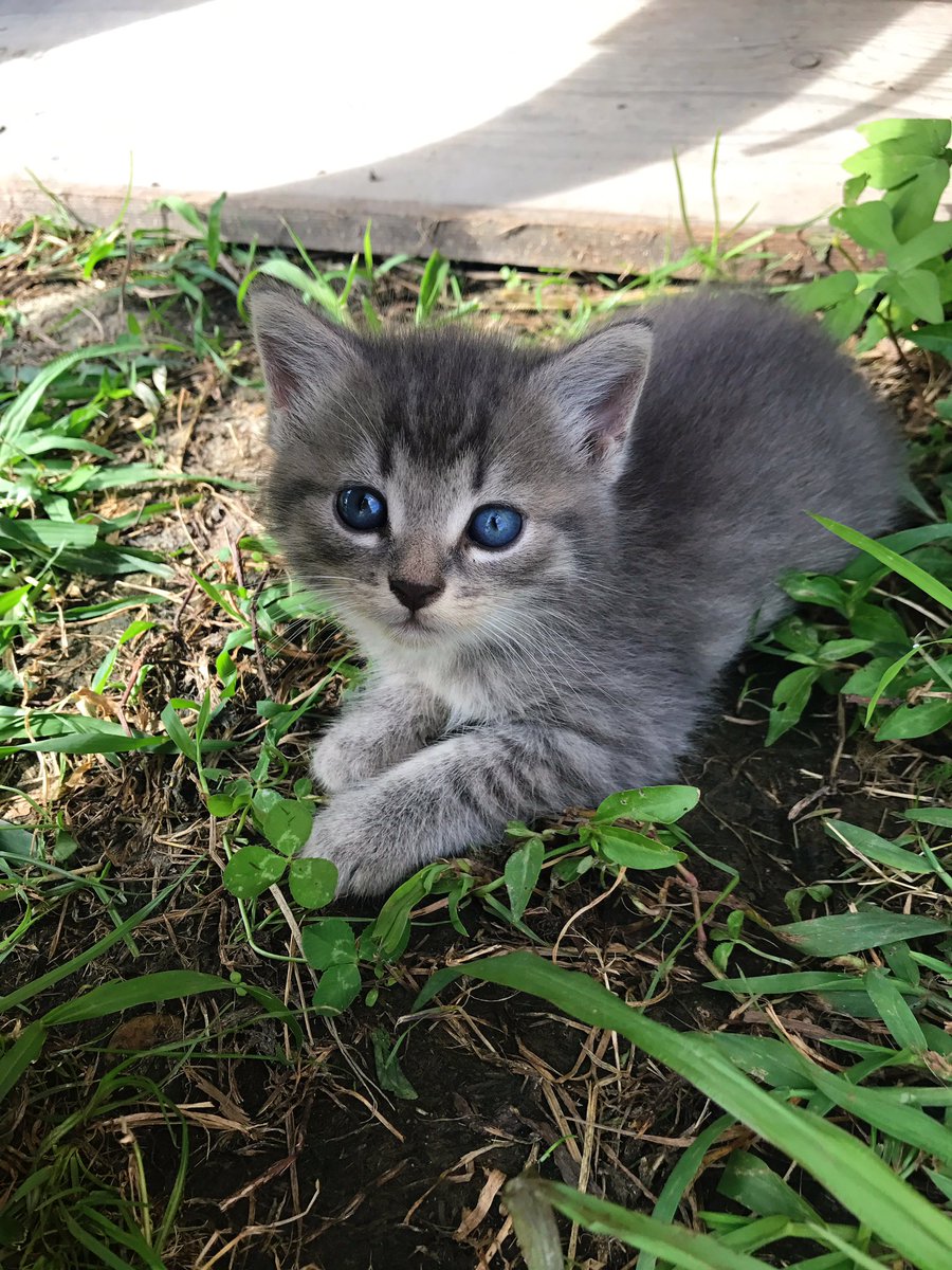okayeq's tweet image. the barn kittens have finally started to venture out from their hiding spots and they ! are ! so ! cute !